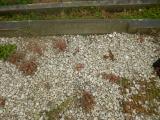 image of grave number 683784